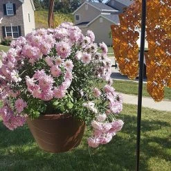 AshmanOnline Ashman Black Shepherd Hook 65 Inch, 1/2 Inch (12MM) Diameter, Super Strong, Rust Resistant Steel Hook For Hanging Plant Baskets, Bird Feeders And More